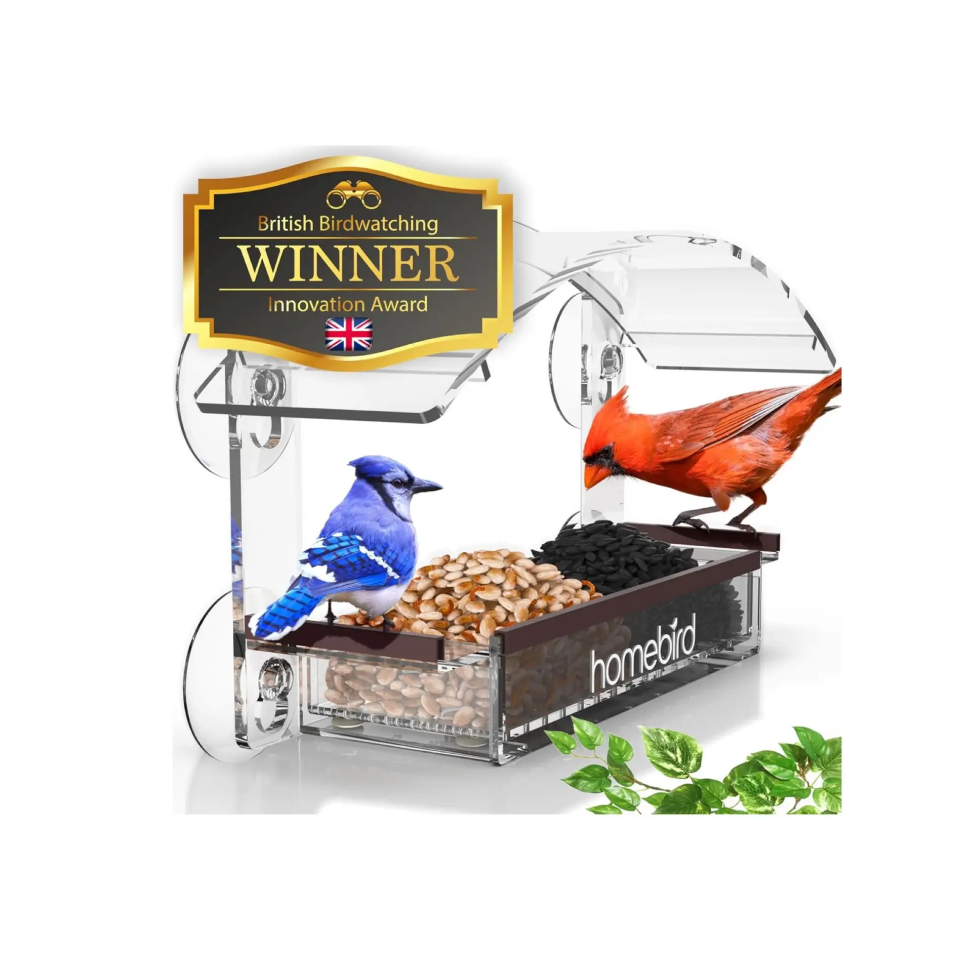 Birds at Bird Feeder